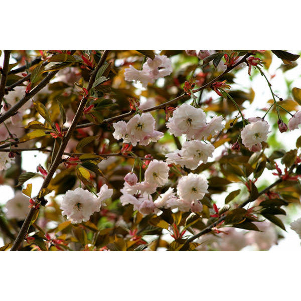 Prunus 'Shirofugen'