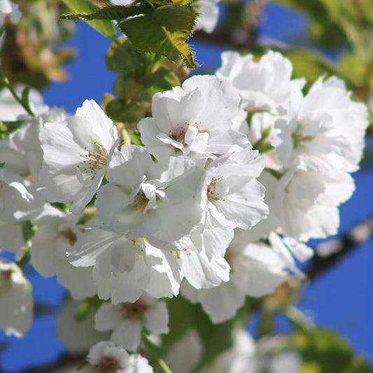 Prunus 'Shirotae'