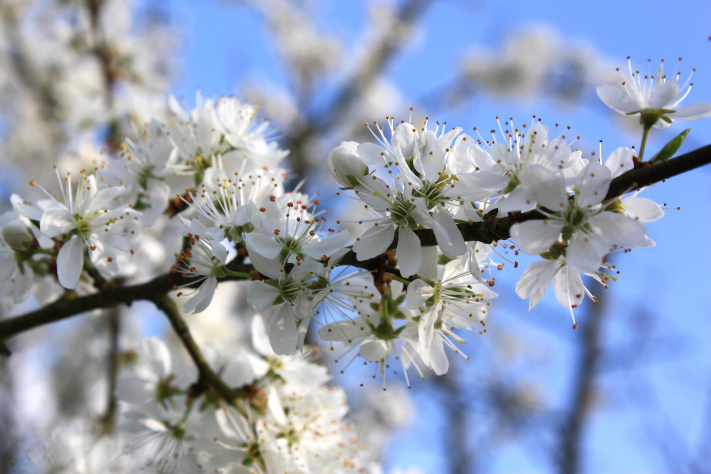 Prunus spinosa (Hedging)