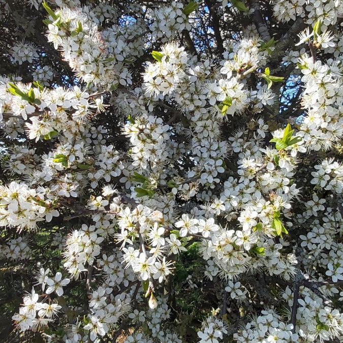 Prunus spinosa (Hedging)
