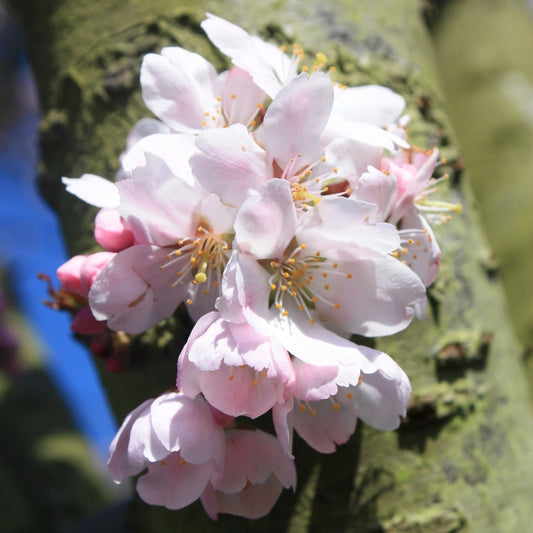 Prunus 'Spire'