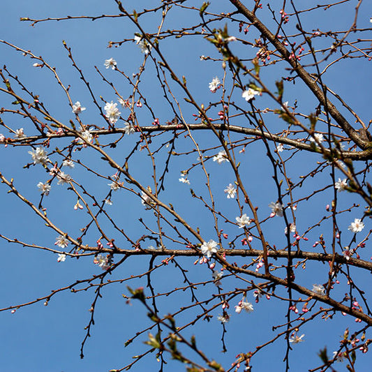 Prunus x subhirtella 'Autumnalis'