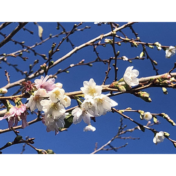 Prunus x subhirtella 'Autumnalis'