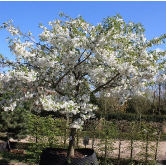 Prunus x subhirtella 'Autumnalis Rosea'