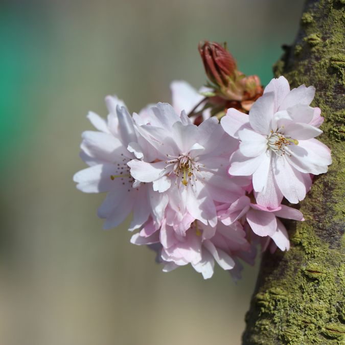 Prunus x subhirtella 'Autumnalis Rosea'