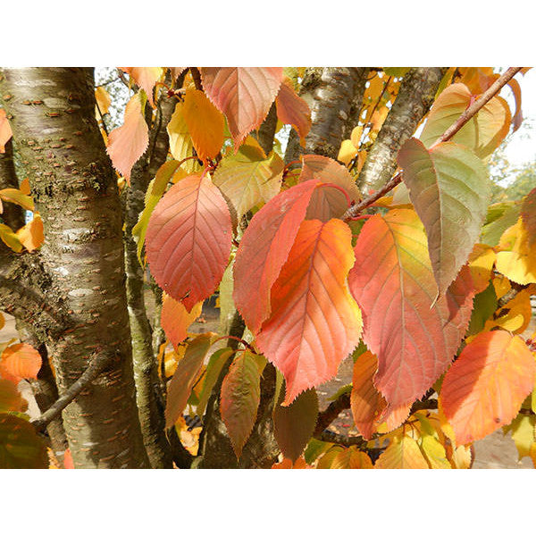 Prunus 'Sunset Boulevard'