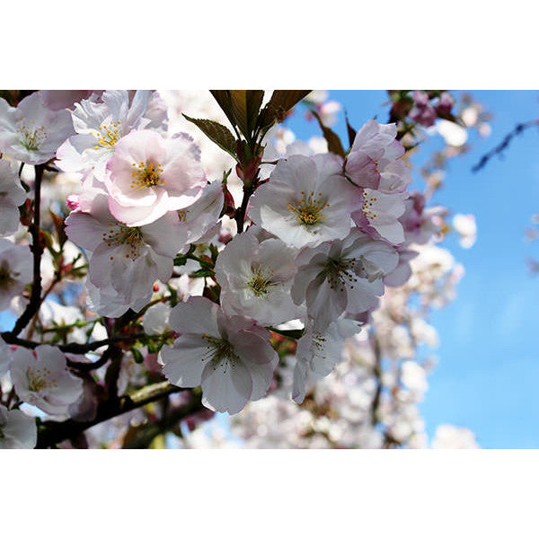 Prunus 'Sunset Boulevard'
