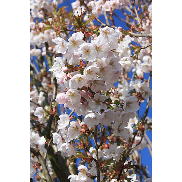 Prunus 'Sunset Boulevard'