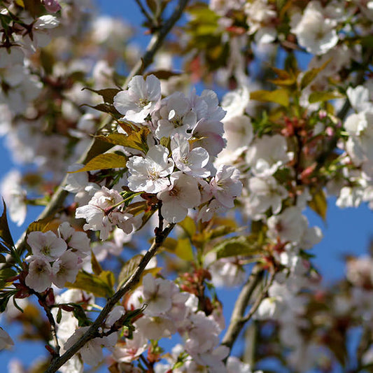 Prunus 'Sunset Boulevard'