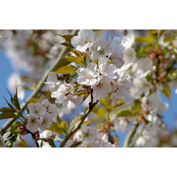 Prunus 'Sunset Boulevard'