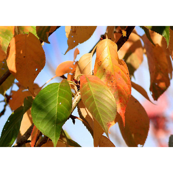 Prunus 'Taihaku'