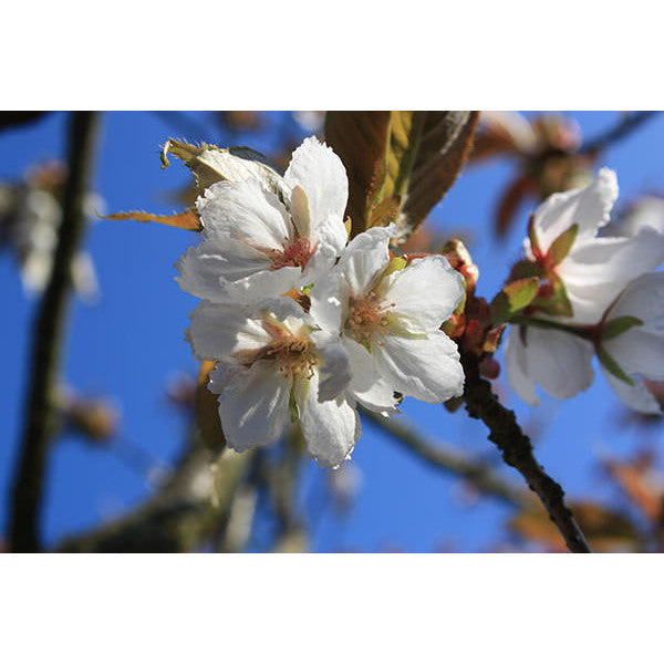 Prunus 'Taihaku'
