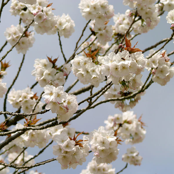 Prunus 'Taihaku'