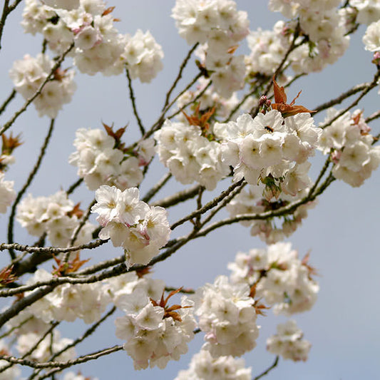 Prunus 'Taihaku'