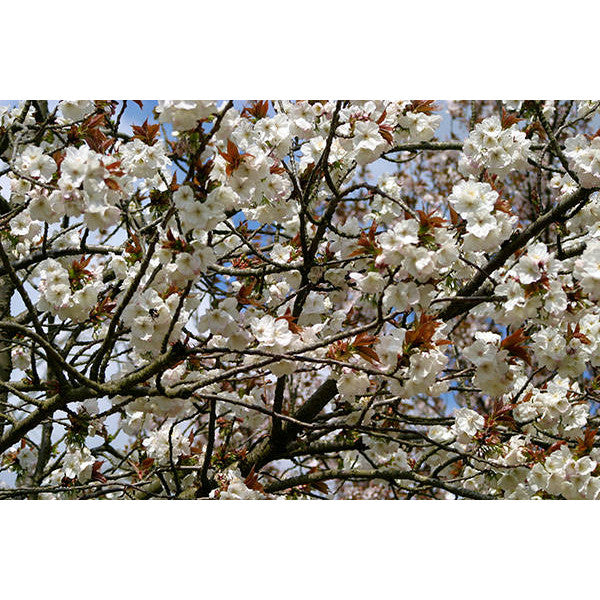 Prunus 'Taihaku'