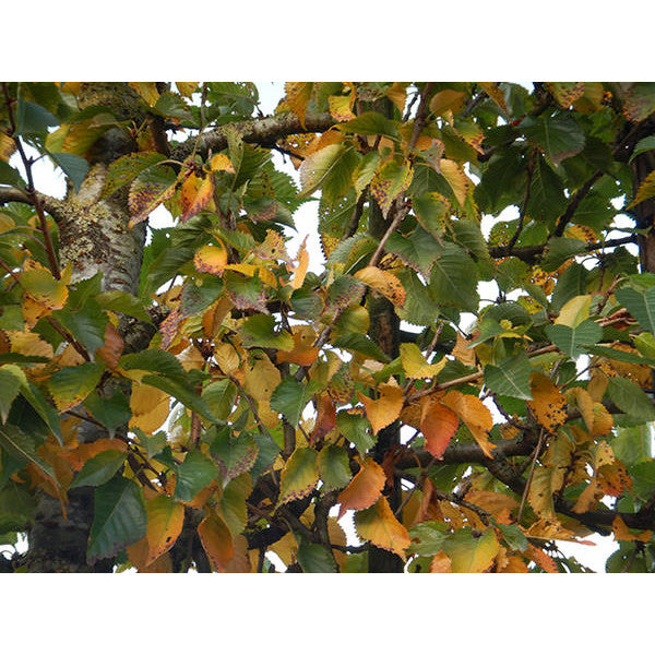 Prunus 'Umineko'