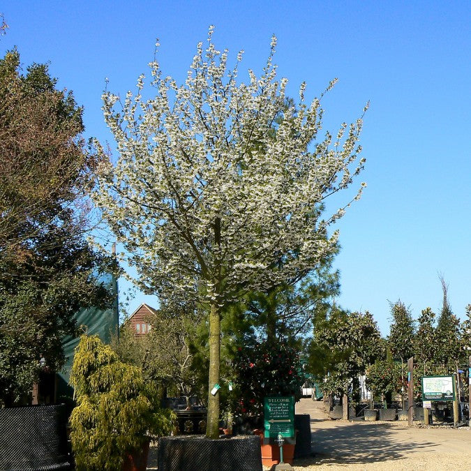 Prunus 'Umineko'