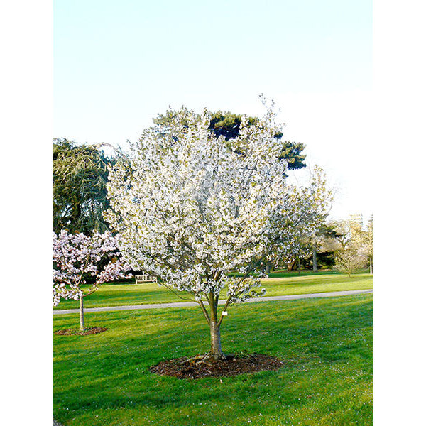Prunus 'Umineko'