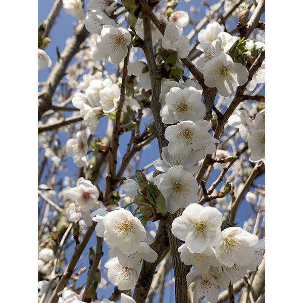 Prunus 'Umineko'