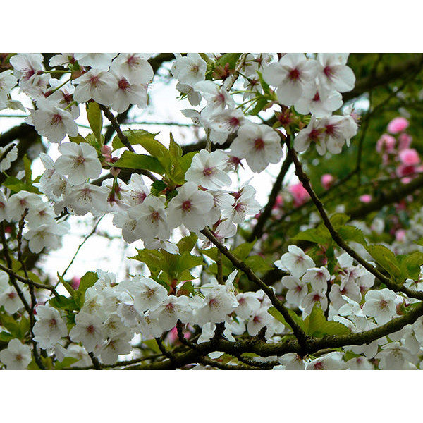 Prunus 'Umineko'