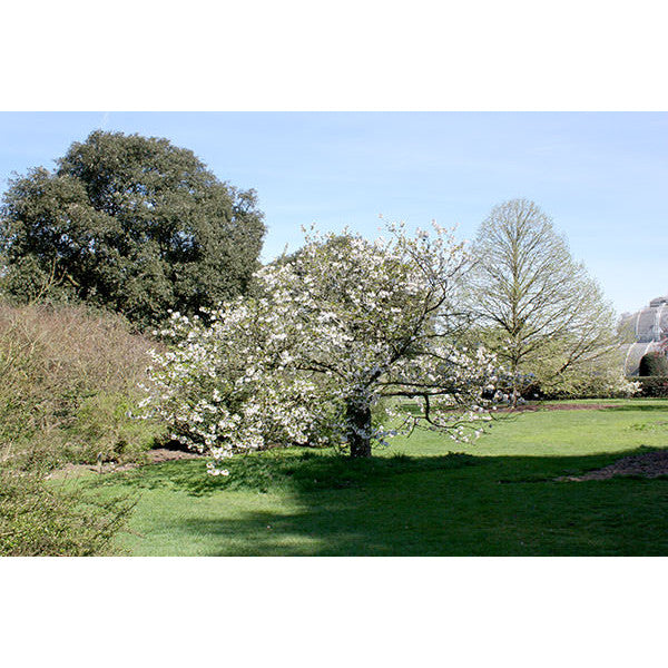 Prunus 'Umineko'