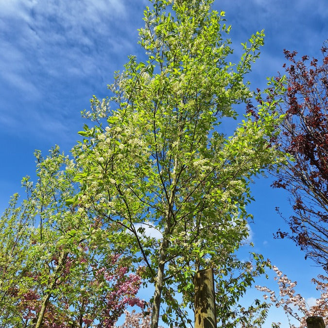 Prunus virginiana 'Shubert'