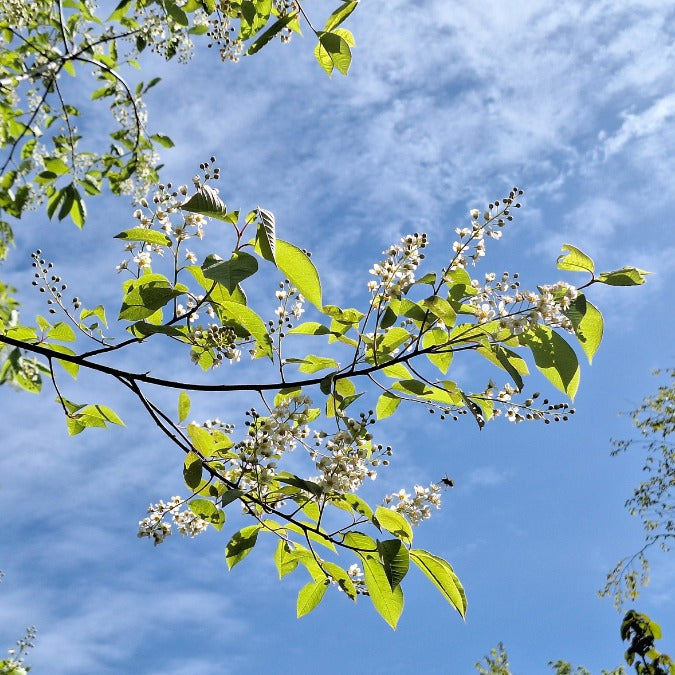 Prunus virginiana 'Shubert'