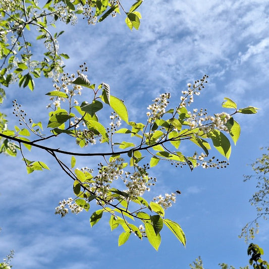 Prunus virginiana 'Shubert'