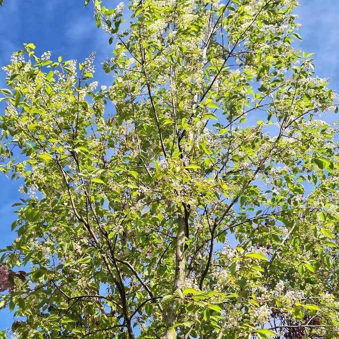 Prunus virginiana 'Shubert'