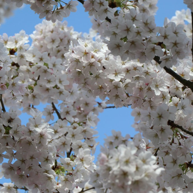 Prunus x yedoensis