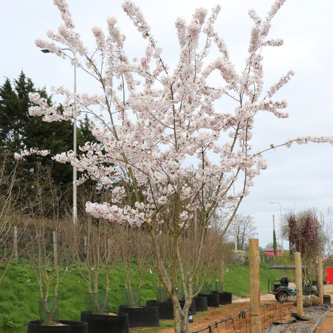 Prunus x yedoensis