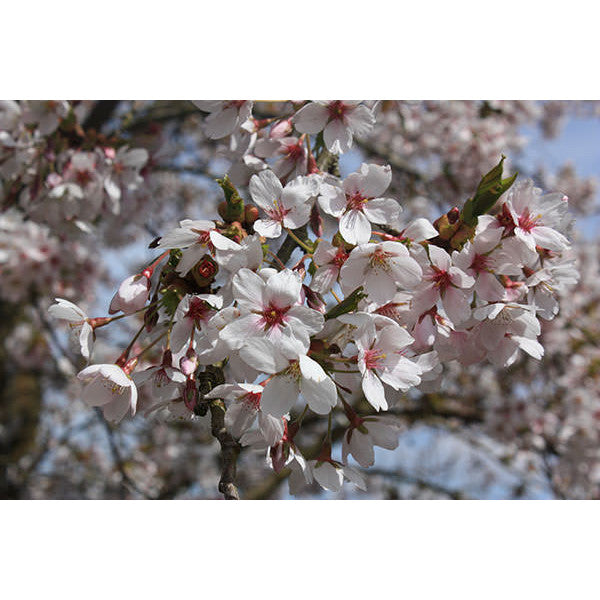 Prunus x yedoensis