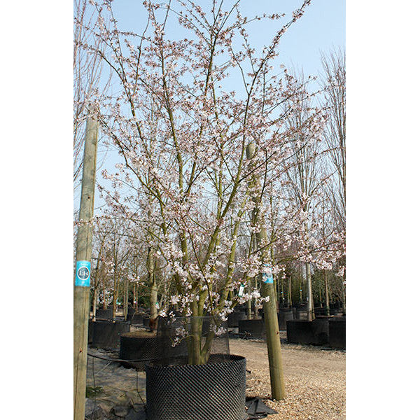 Prunus x yedoensis