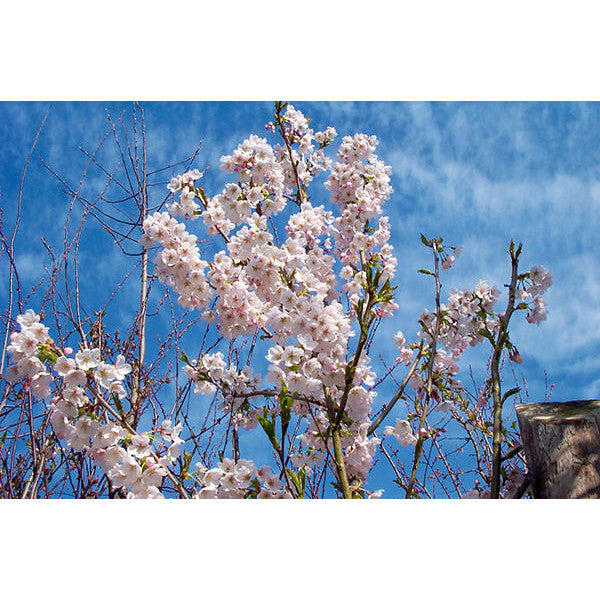 Prunus x yedoensis
