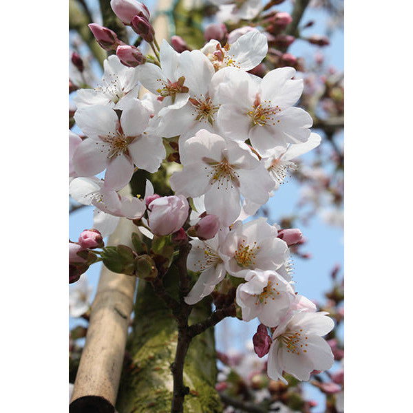Prunus x yedoensis