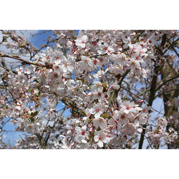 Prunus x yedoensis