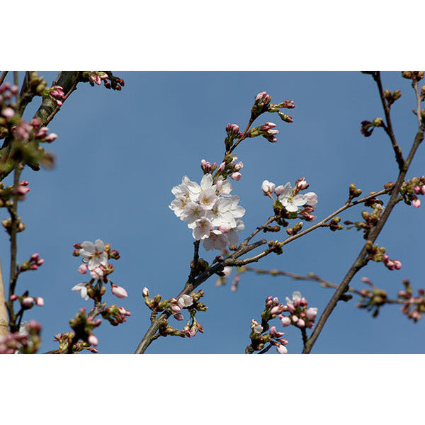 Prunus x yedoensis