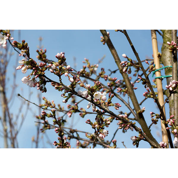 Prunus x yedoensis