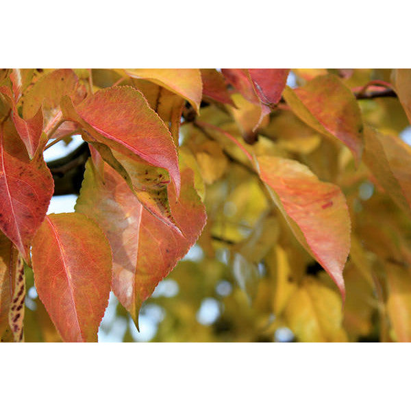 Pyrus cal. 'Chanticleer'