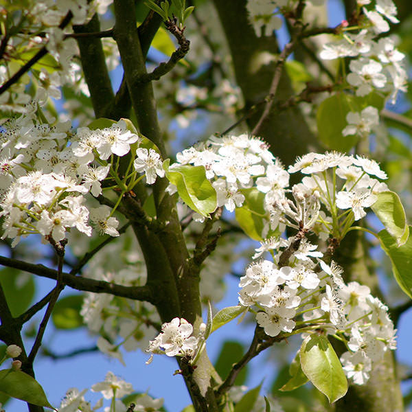 Pyrus cal. 'Chanticleer'