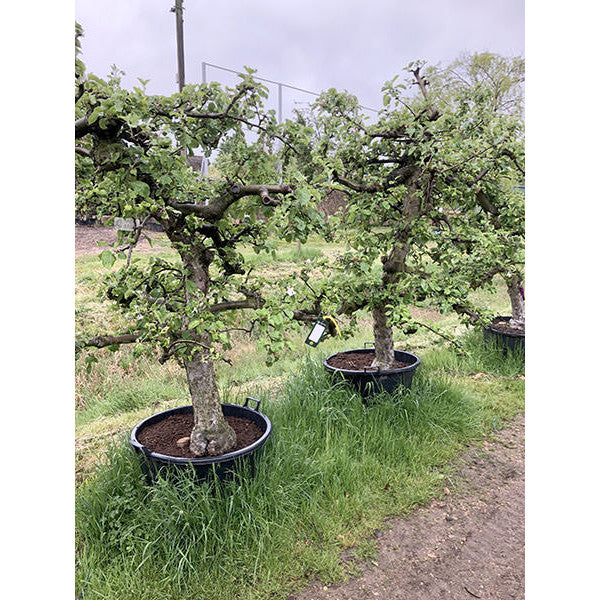 Pyrus com. 'Conference'