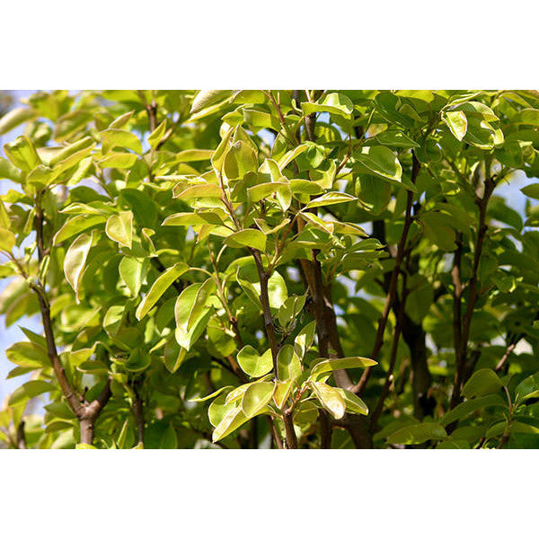 Pyrus com. 'Conference'