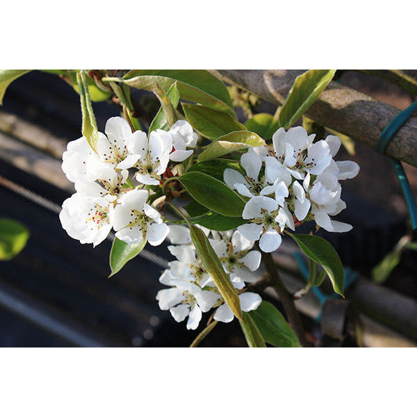 Pyrus com. 'Conference' (Pleached)