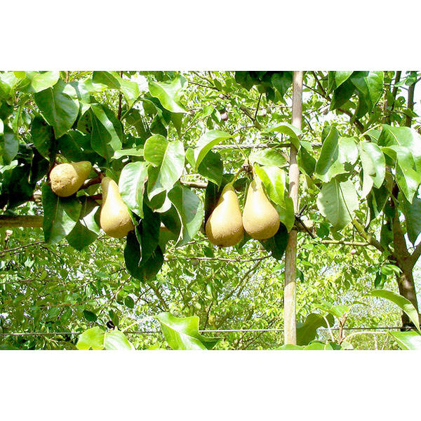 Pyrus com. 'Conference' (Pleached)