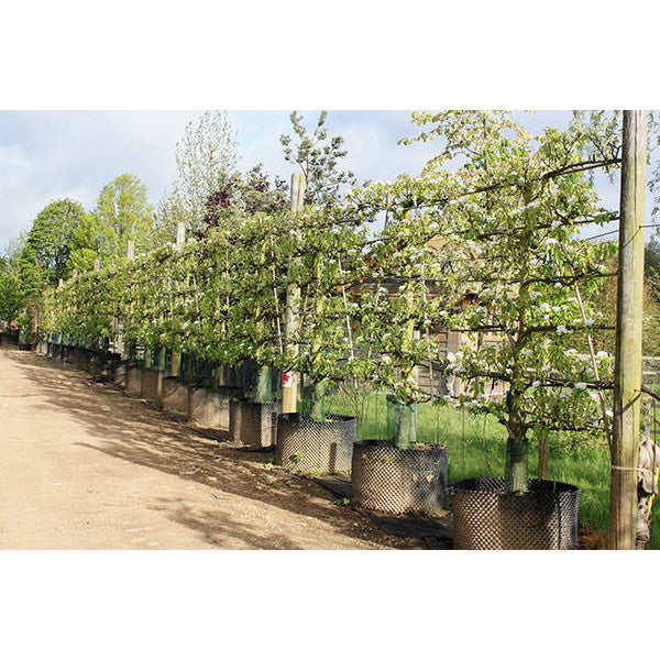 Pyrus com. 'Conference' (Pleached)