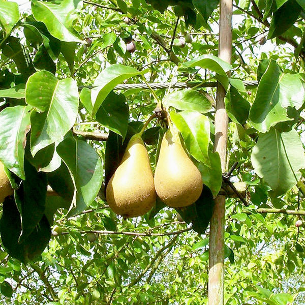 Pyrus com. 'Conference' (Pleached)