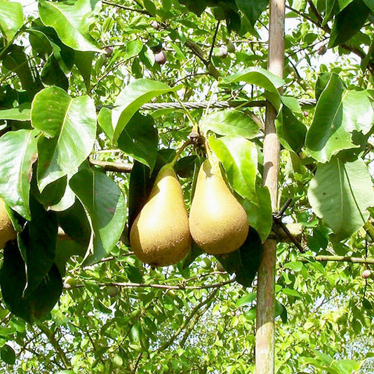 Pyrus com. 'Conference' (Pleached)