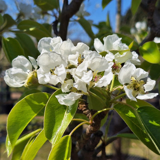 Pyrus com. 'Doyenne du Comice'