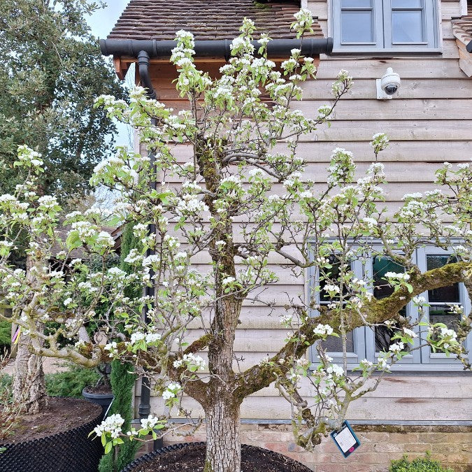 Pyrus com. 'Doyenne du Comice'