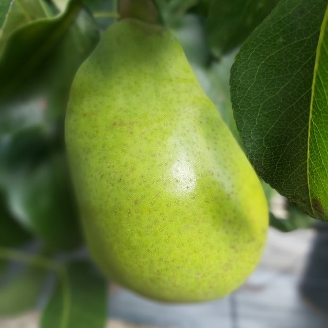 Pyrus com. 'Doyenne du Comice'